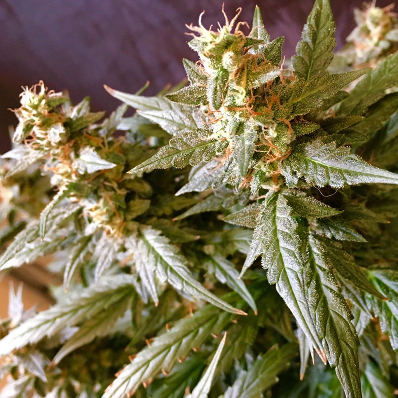 Auto Jack feminised Ganja Seeds - 2 насінини