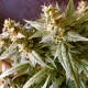 Auto Jack feminised Ganja Seeds - 2 насінини
