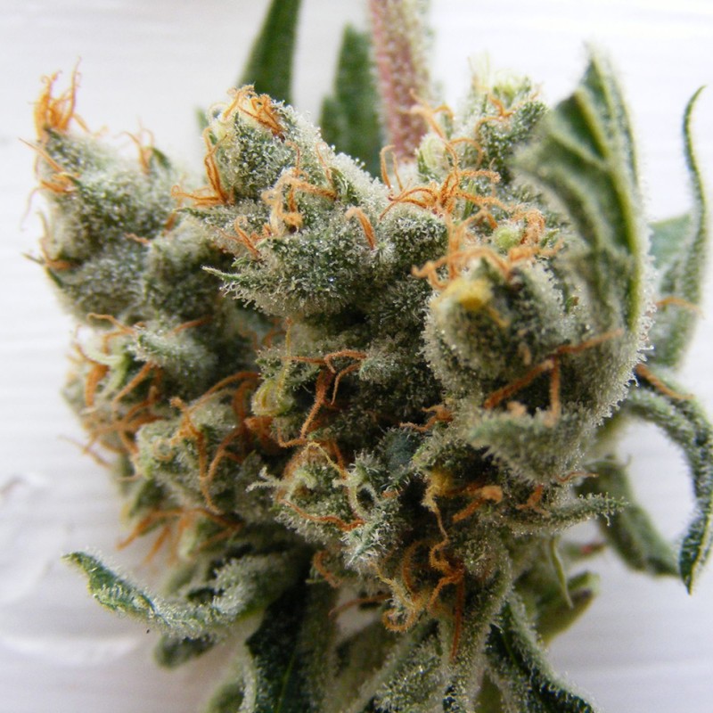 Auto Super Lemon Haze CBD feminised GanjaLiveSeeds