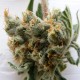 Auto Super Lemon Haze CBD feminised GanjaLiveSeeds