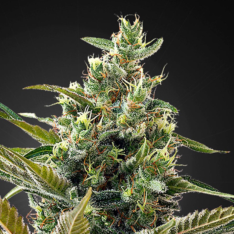 Auto Super Lemon Haze CBD feminised GanjaLiveSeeds