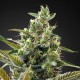 Auto Super Lemon Haze CBD feminised GanjaLiveSeeds