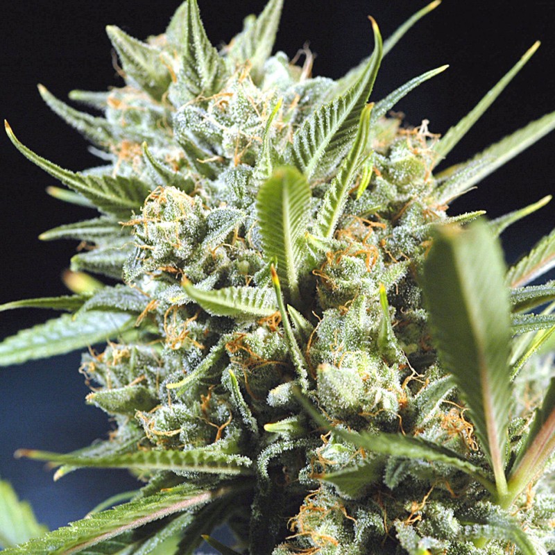 Auto Super Lemon Haze CBD feminised GanjaLiveSeeds