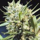 Auto Super Lemon Haze CBD feminised GanjaLiveSeeds