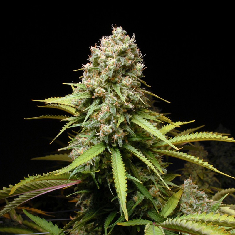 Auto Super Lemon Haze CBD feminised GanjaLiveSeeds