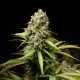 Auto Super Lemon Haze CBD feminised GanjaLiveSeeds
