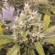 Auto Super Lemon Haze CBD feminised GanjaLiveSeeds
