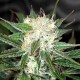 Big Devil feminised Ganja Seeds - 2 насінини
