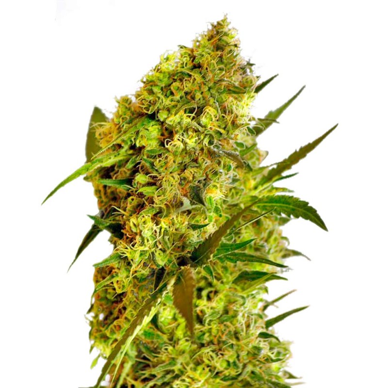 Big Devil feminised Ganja Seeds - 2 насінини
