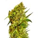 Big Devil feminised Ganja Seeds - 2 насінини