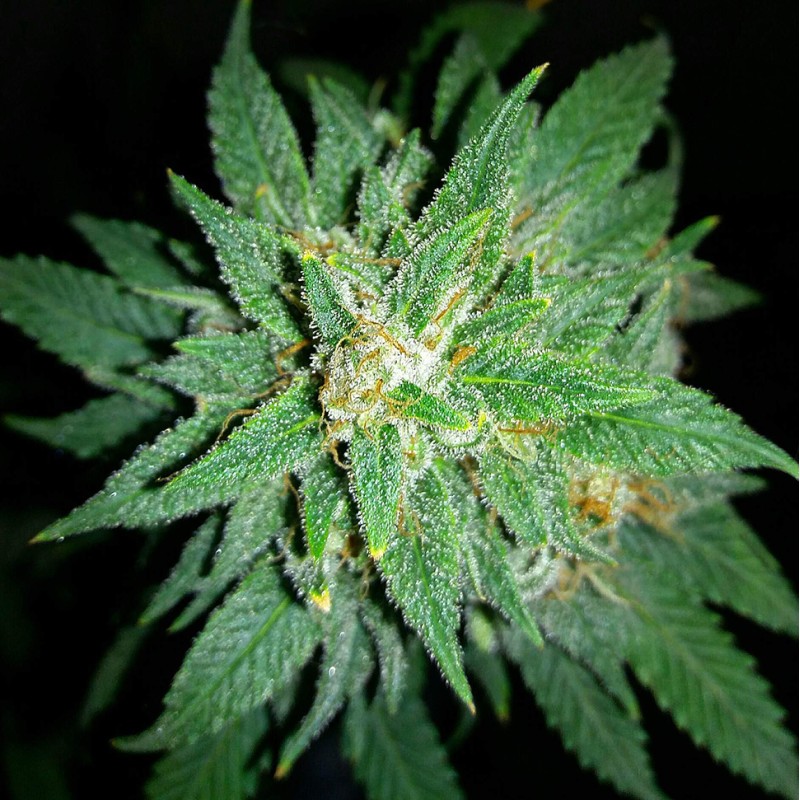 Auto Bubba Kush feminised Ganja Seeds