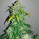 Auto Bubba Kush feminised Ganja Seeds