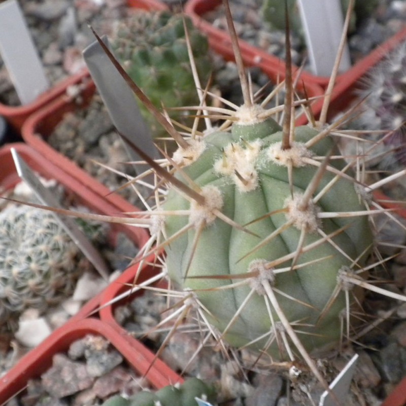 Trichocereus chilensis var. panhoplites