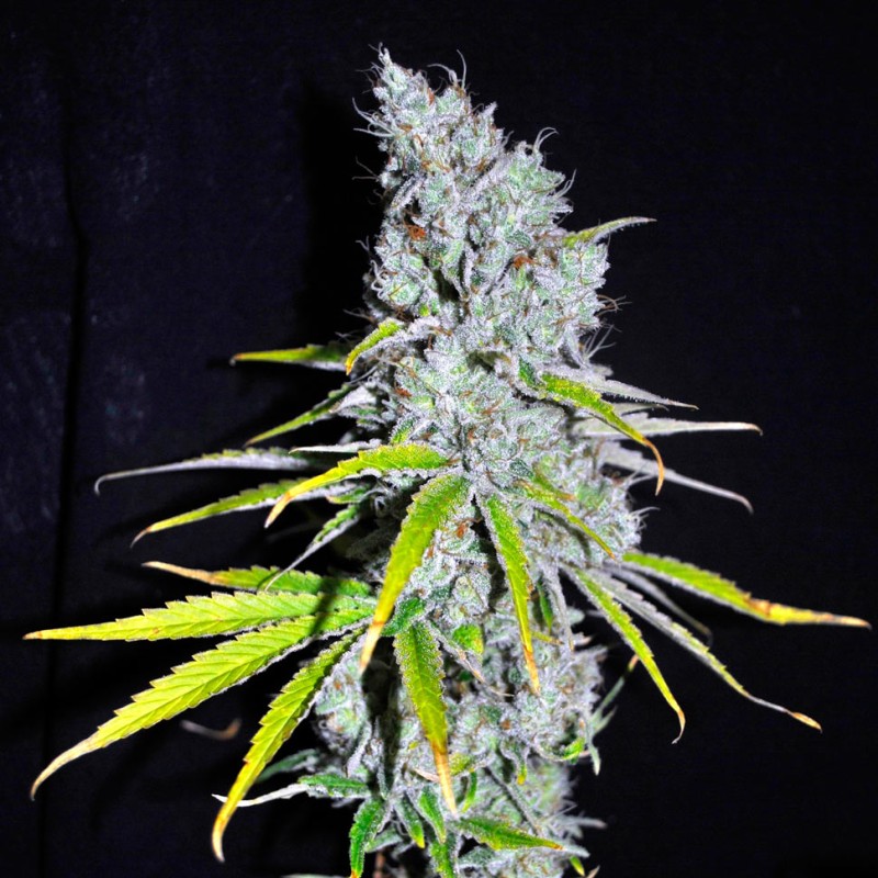 Auto Haze CBD feminised Ganja Seeds - 77 насінин