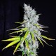 Auto Haze CBD feminised Ganja Seeds - 77 насінин
