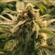Auto Haze CBD feminised Ganja Seeds - 77 насінин