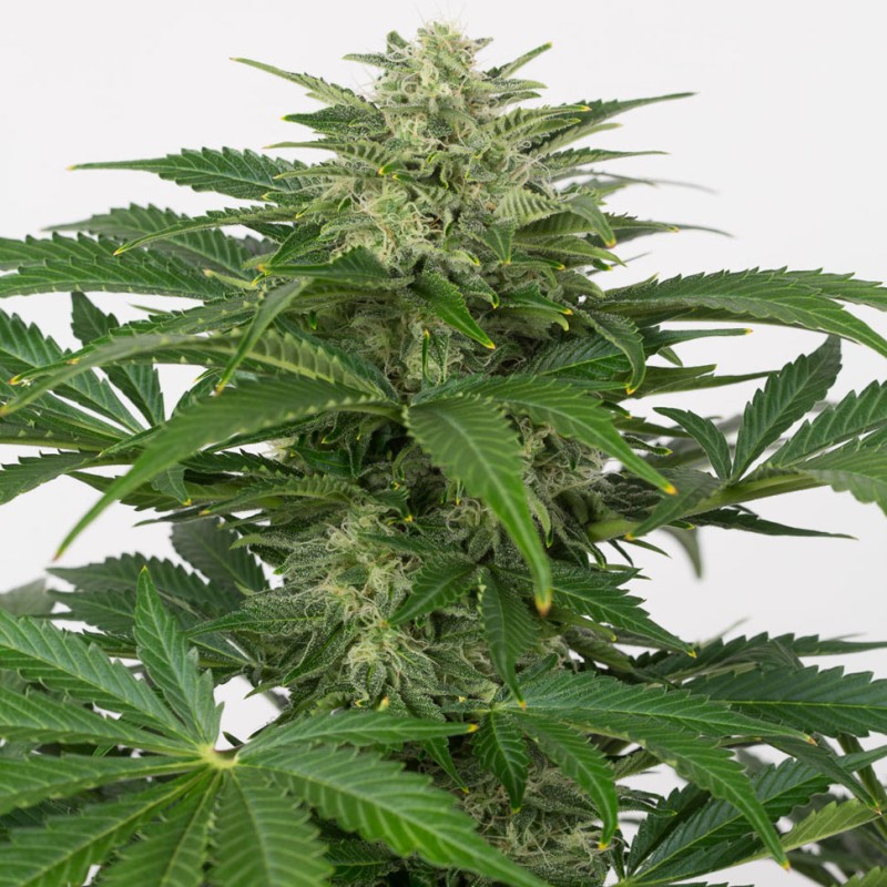 Auto Haze CBD feminised Ganja Seeds - 77 насінин