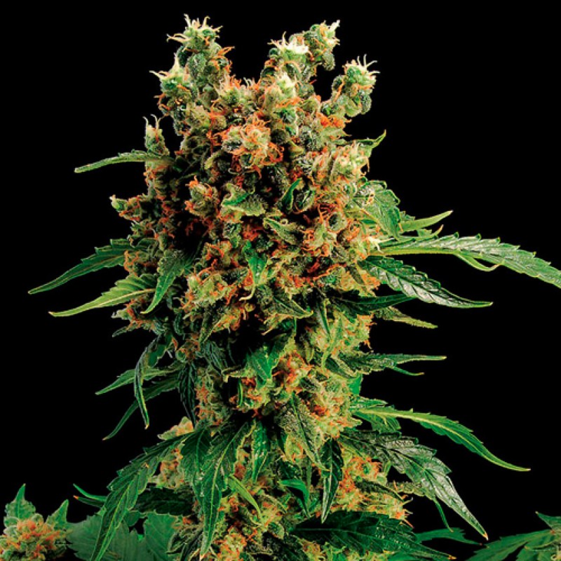 California Hash Plant feminised Ganja Seeds