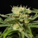 California Hash Plant feminised Ganja Seeds