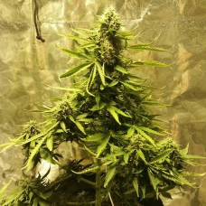 Auto Big Bang feminised Ganja Seeds