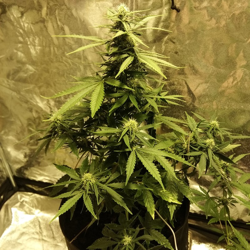 Auto Big Bang feminised Ganja Seeds
