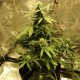 Auto Big Bang feminised Ganja Seeds