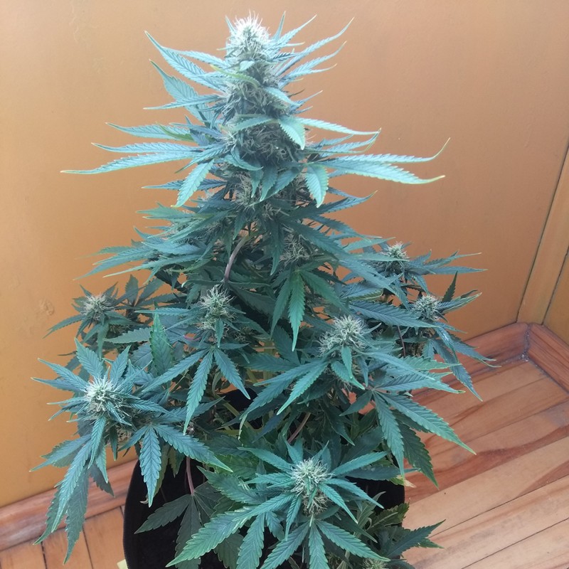 Auto Big Bang feminised Ganja Seeds