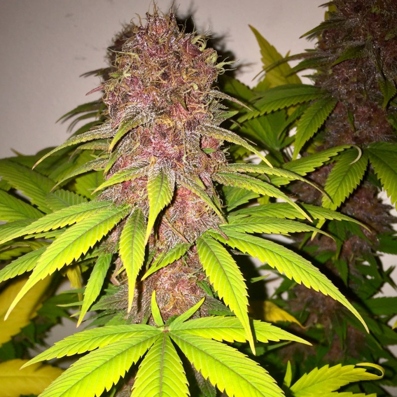 Black Russian feminised Ganja Seeds - 4 насінини