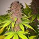 Black Russian feminised Ganja Seeds - 4 насінини