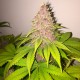Black Russian feminised Ganja Seeds - 4 насінини