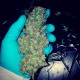 Black Russian feminised Ganja Seeds - 4 насінини
