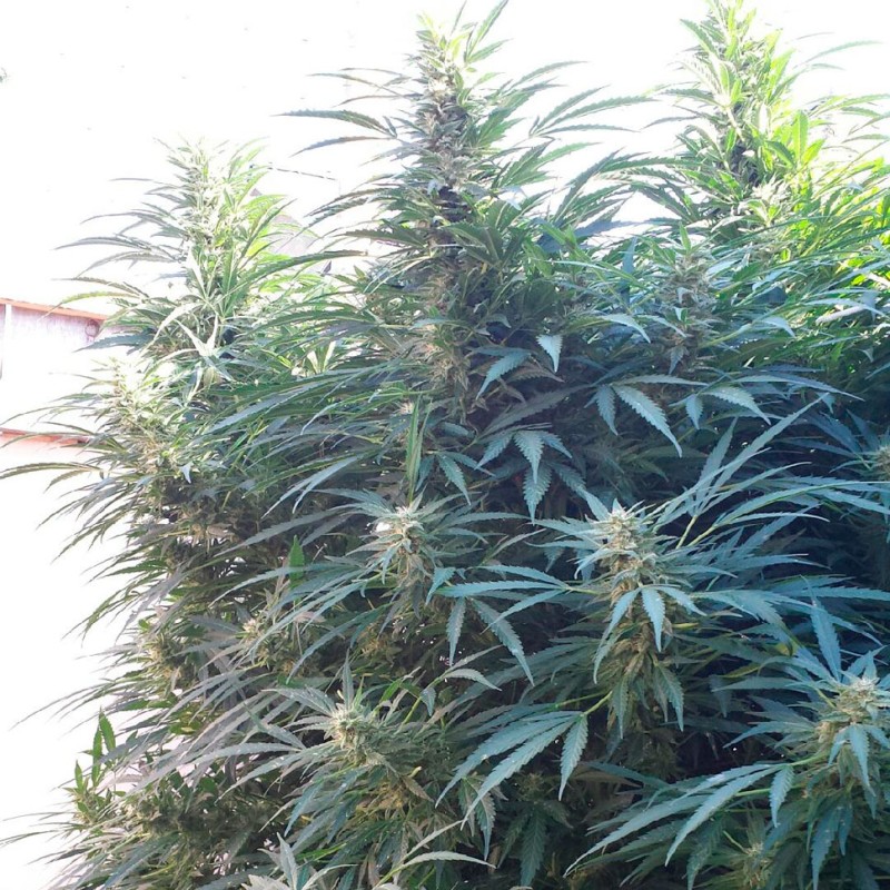 Black Russian feminised Ganja Seeds - 4 насінини