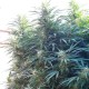 Black Russian feminised Ganja Seeds - 4 насінини