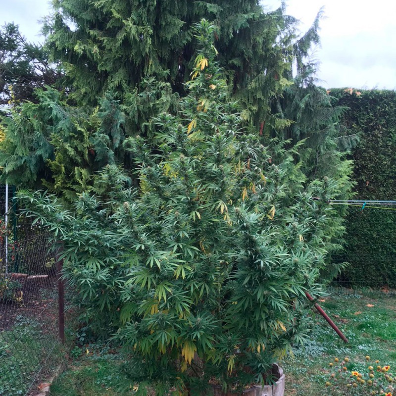 Black Russian feminised Ganja Seeds - 4 насінини