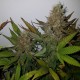 Black Russian feminised Ganja Seeds - 4 насінини