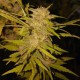 Black Russian feminised Ganja Seeds - 4 насінини
