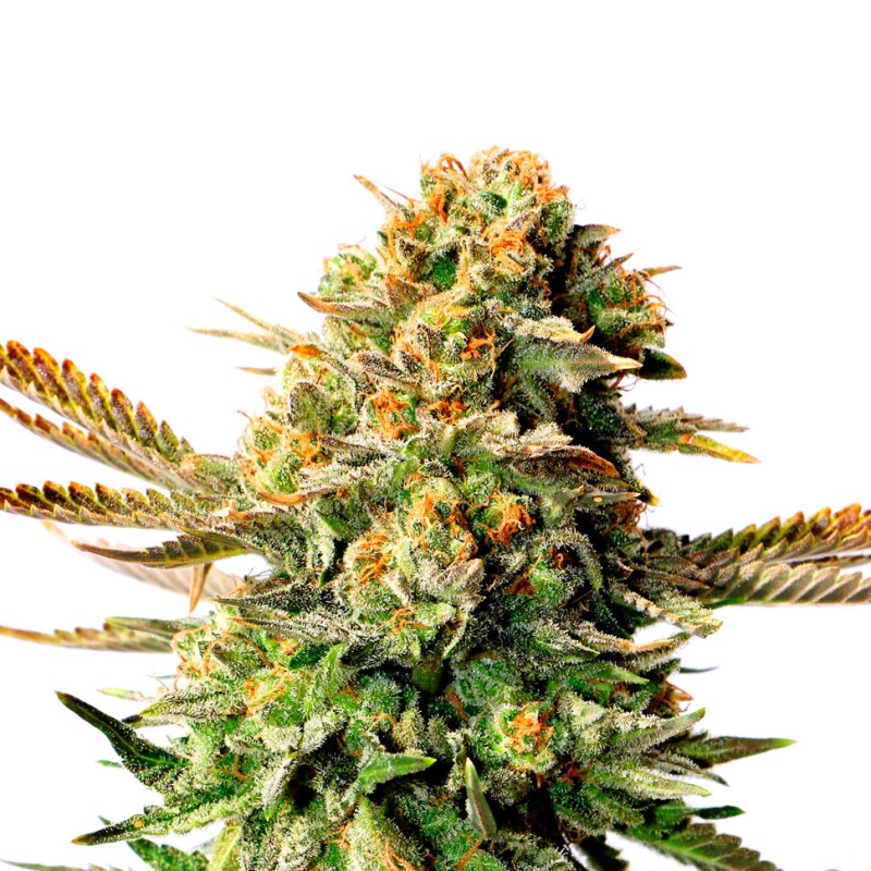 Black Russian feminised Ganja Seeds - 4 насінини