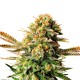 Black Russian feminised Ganja Seeds - 4 насінини