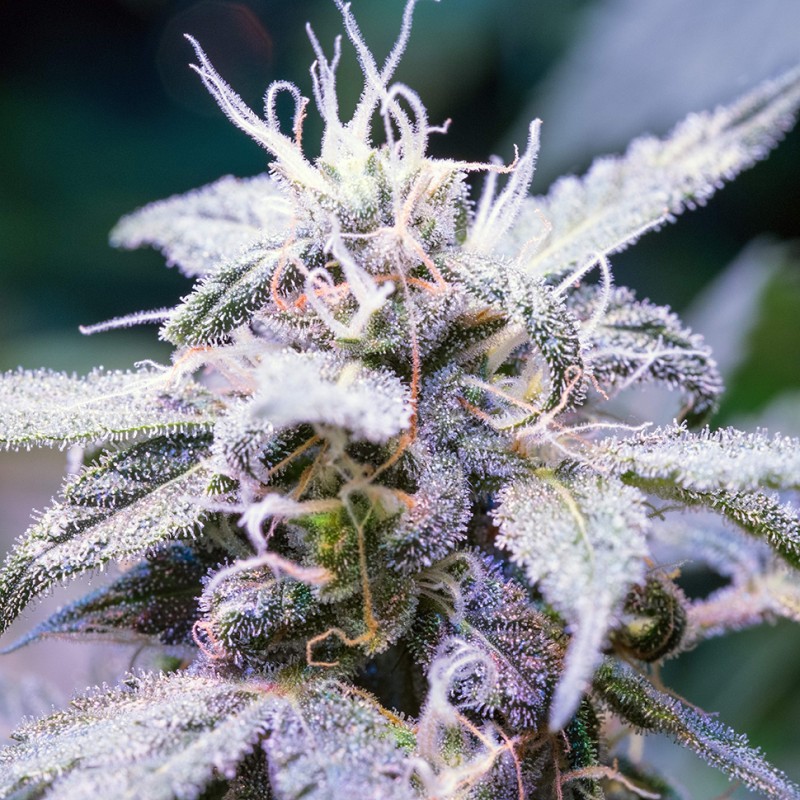 Himalaya Blue Diesel feminised Ganja Seeds - 4 насінини