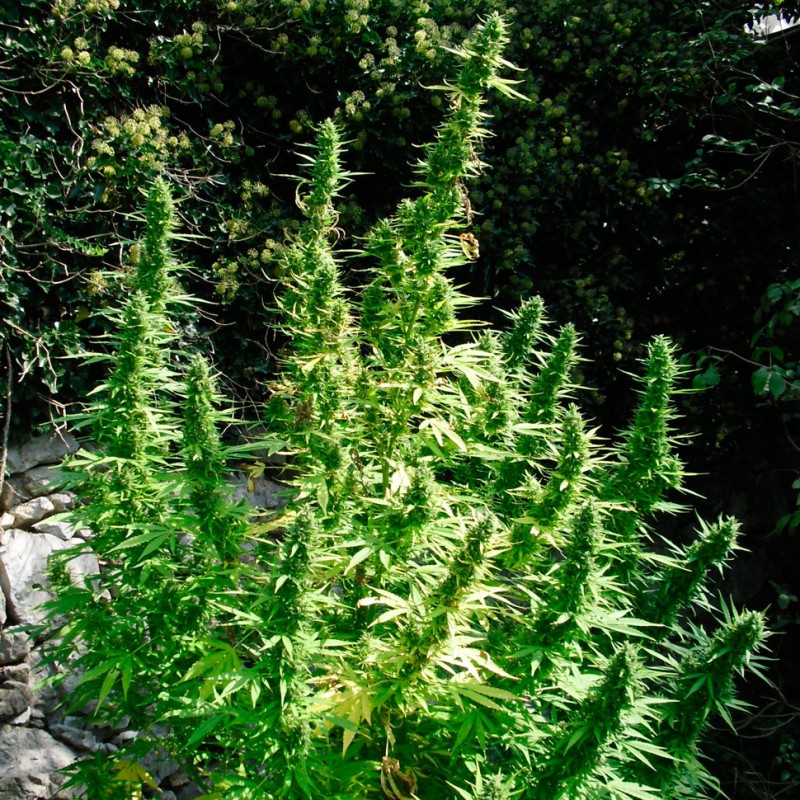 Auto Critical feminised Ganja Seeds
