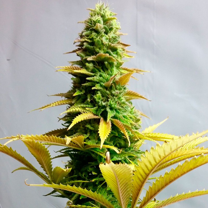 Auto Critical feminised Ganja Seeds