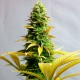 Auto Critical feminised Ganja Seeds