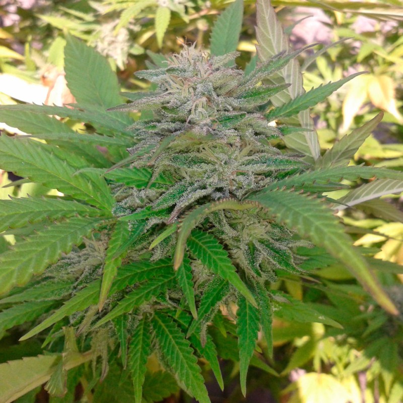Auto Critical feminised Ganja Seeds
