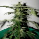 Auto Critical feminised Ganja Seeds