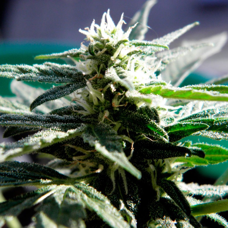 Auto Critical feminised Ganja Seeds