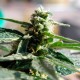 Auto Critical feminised Ganja Seeds