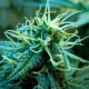 Blue Mango feminised Ganja Seeds - 477 насінин