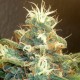 Blue Mango feminised Ganja Seeds - 477 насінин