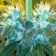 Blue Mango feminised Ganja Seeds - 477 насінин