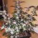 Blue Mango feminised Ganja Seeds - 477 насінин